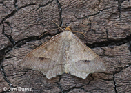 Psamatodes everita