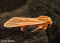 Pseudohemihyalea ambigua