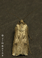 Rascal Dart Moth