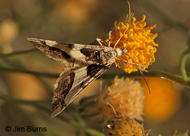 Rindgea hypaethrata