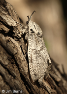 Robin's Carpenterworm Moth