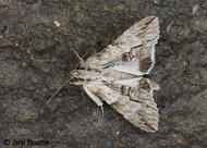 Royal Poinciana Moth