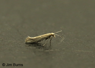 Russian Thistle Casebearer Moth