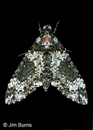 Rustic Sphinx Moth