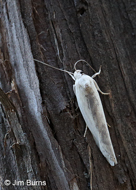Schlaegeri's Fruitworm Moth