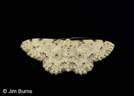 Scopula plantagenaria