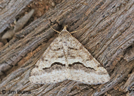 Signate Looper Moth
