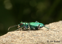 Six-spotted Tiger Beetle