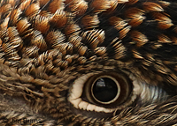 Snake Eye