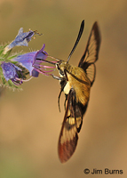 Snowberry Clearwing Moth