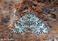 Spargania viredescens