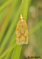 Sparganothis Fruitworm Moth