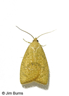 Sparganothoides machimiana