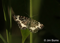 Spear-marked Black Moth