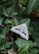 Speranza colata