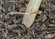 Spiderling Plume Moth