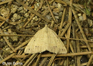 Spurred Wave Moth