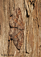 Stenoporpia glaucomarginaria