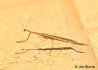 Stick Mantis, Resaca De La Palma State Park, Texas