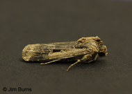 Subterranean Dart Moth