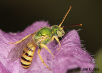 Sweat Bee, Carr Canyon, Arizona