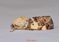 Tarache apela