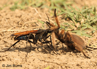 Tarantula Hawk with prey (Pepsis chrysothemis), Queen Creek, Arizona