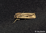 Tathorhychus exsiccata