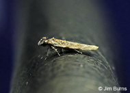 Taygete citrinella