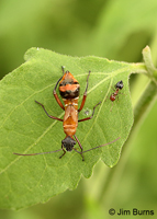 Texas Bow-legged Bug nymph (Hyalymenus tarsatus), Hidalgo Co., Texas