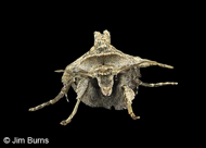 The Brother Moth