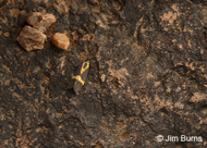 Thin-banded Lichen Moth