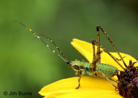 Treetop Bush Katydid (Scudderia fasciata) nymph, Ridges Sanctuary, Wisconsin