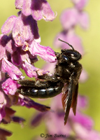 Warbling Vireo (swainsoni) in sunflowers--7913