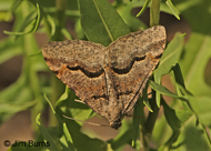 Vermilion Granite Moth