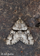 Vinemina opacaria