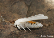 Virginian Tiger Moth