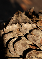 Western Pero Moth
