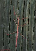 Western Short-horned Walking Stick