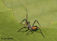 Wheel Bug