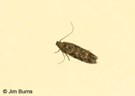 Xenolechia ontariensis