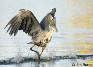 Great Blue Heron with fish