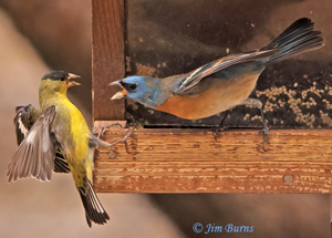 Feeder Fight