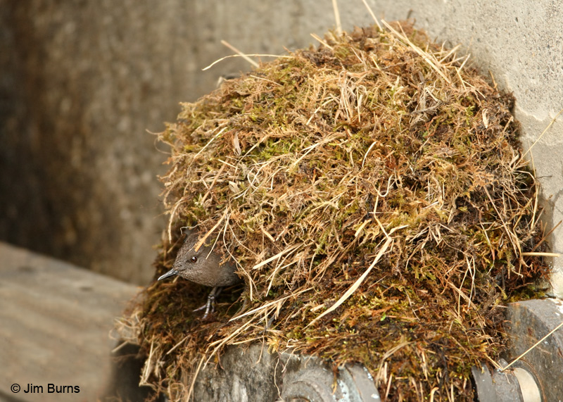 American Dipper nest on dam works