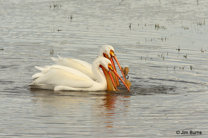 American White Pelicans herding fish