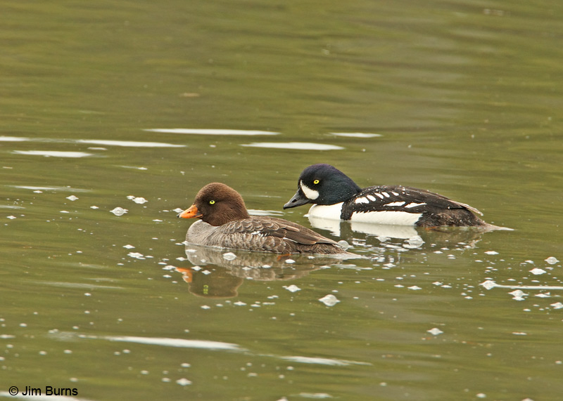 Barrow's Goldeneye pair under Bay Bridge
