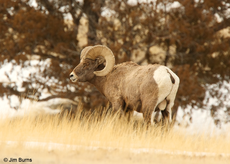 Big Horn ram