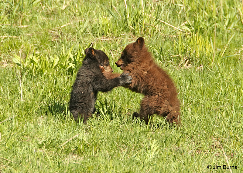 Blackie and Cinnamon playing near Tower