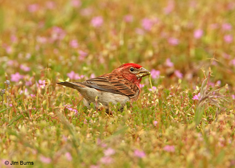 Cassin's Finch male in flowers