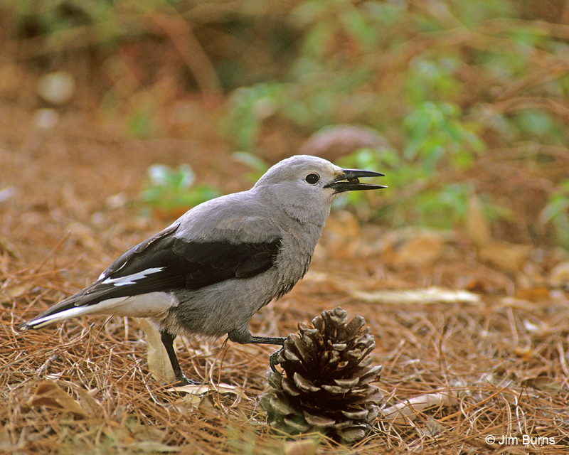 Clark's Nutcracker working pine cone